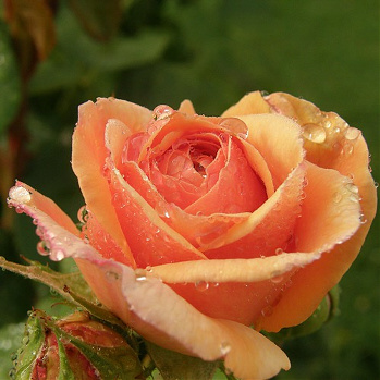 an image